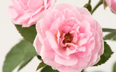 Vita B Blooming Mask